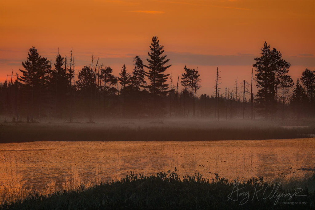 Dawn in the Wetlands