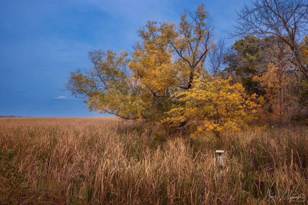 Marshland